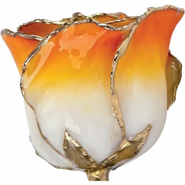 Laquered Rose - Cream Orange with Gold Trim
