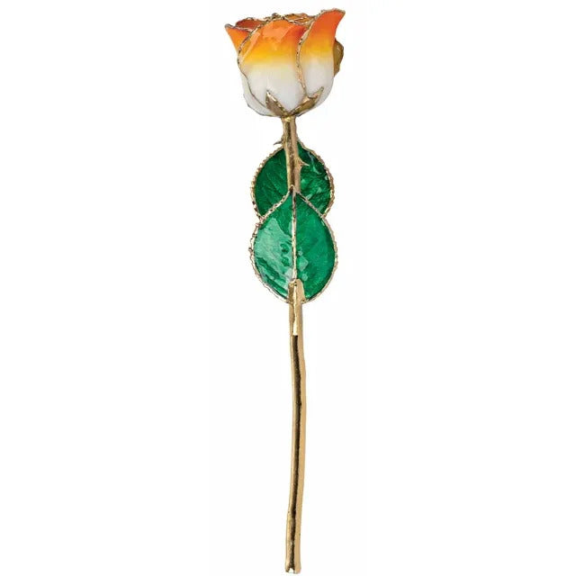 Laquered Rose - Cream Orange with Gold Trim